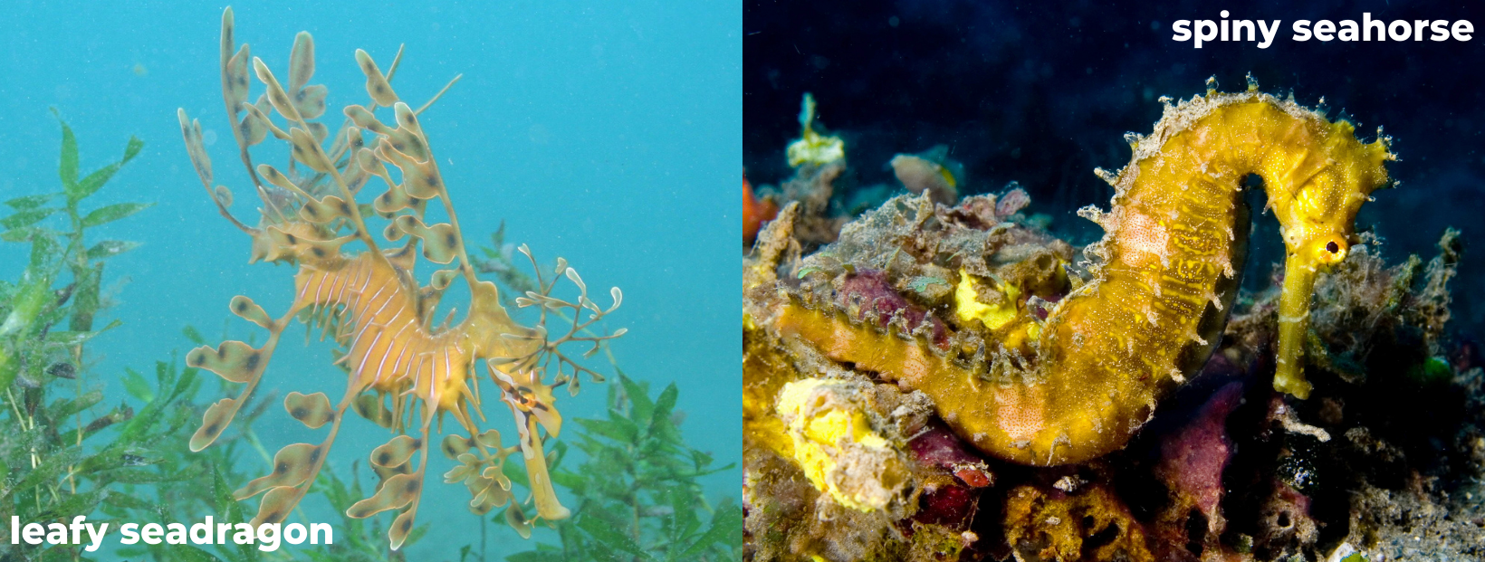 A leafy seadragon and spiny seahorse-Martin Stokes and Nhobgood, flickr