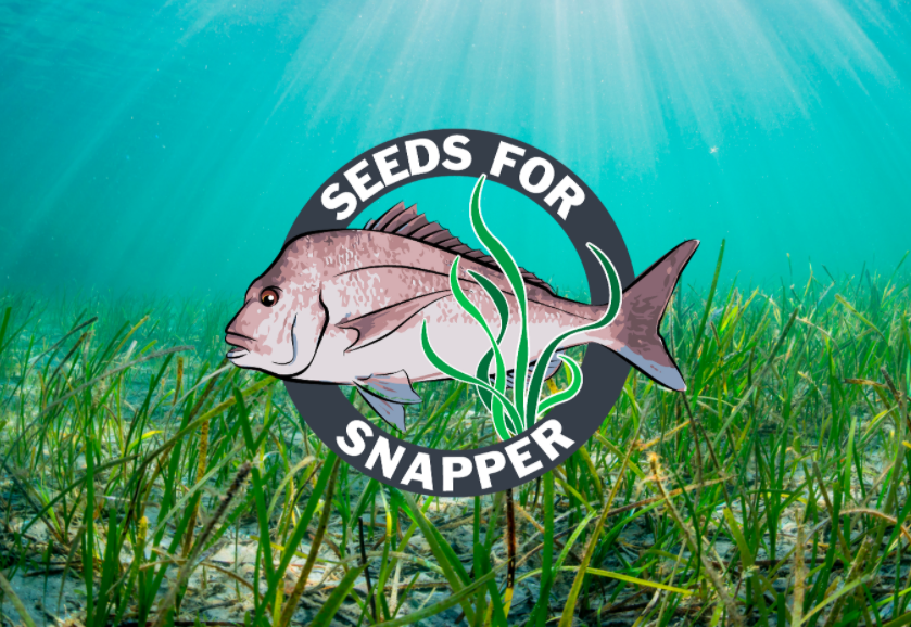 Seeds for Snapper - Green Adelaide