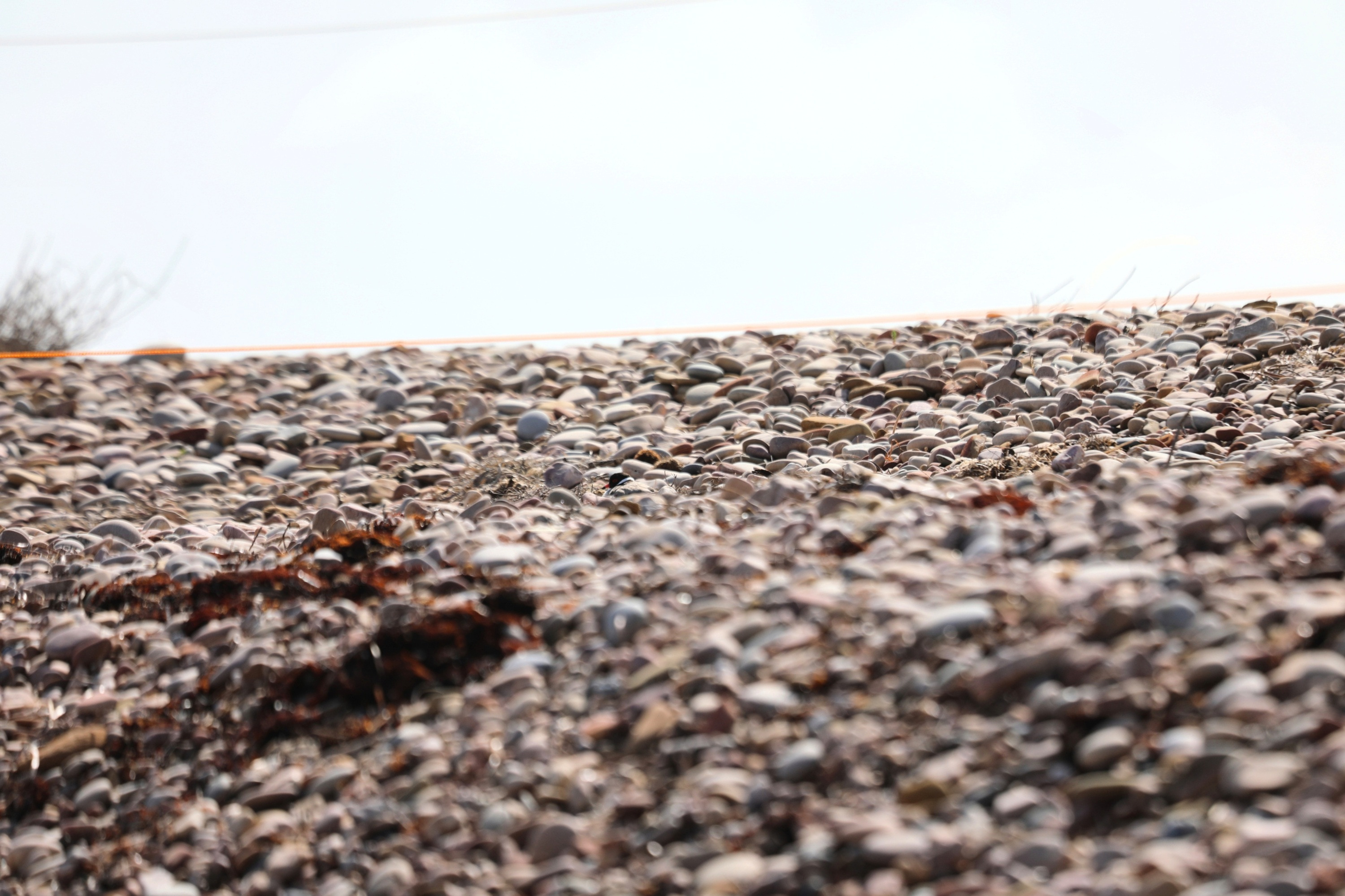 A hooded plover nesting amongst rocks on the beach.