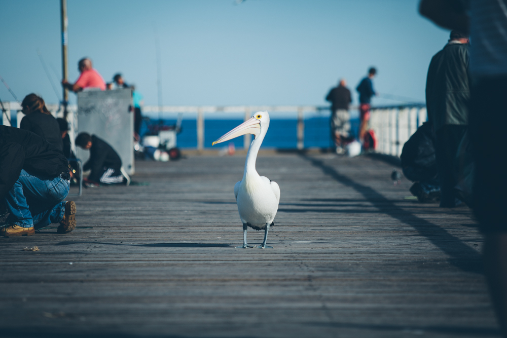 A pelican standing on a jetty in Semaphore