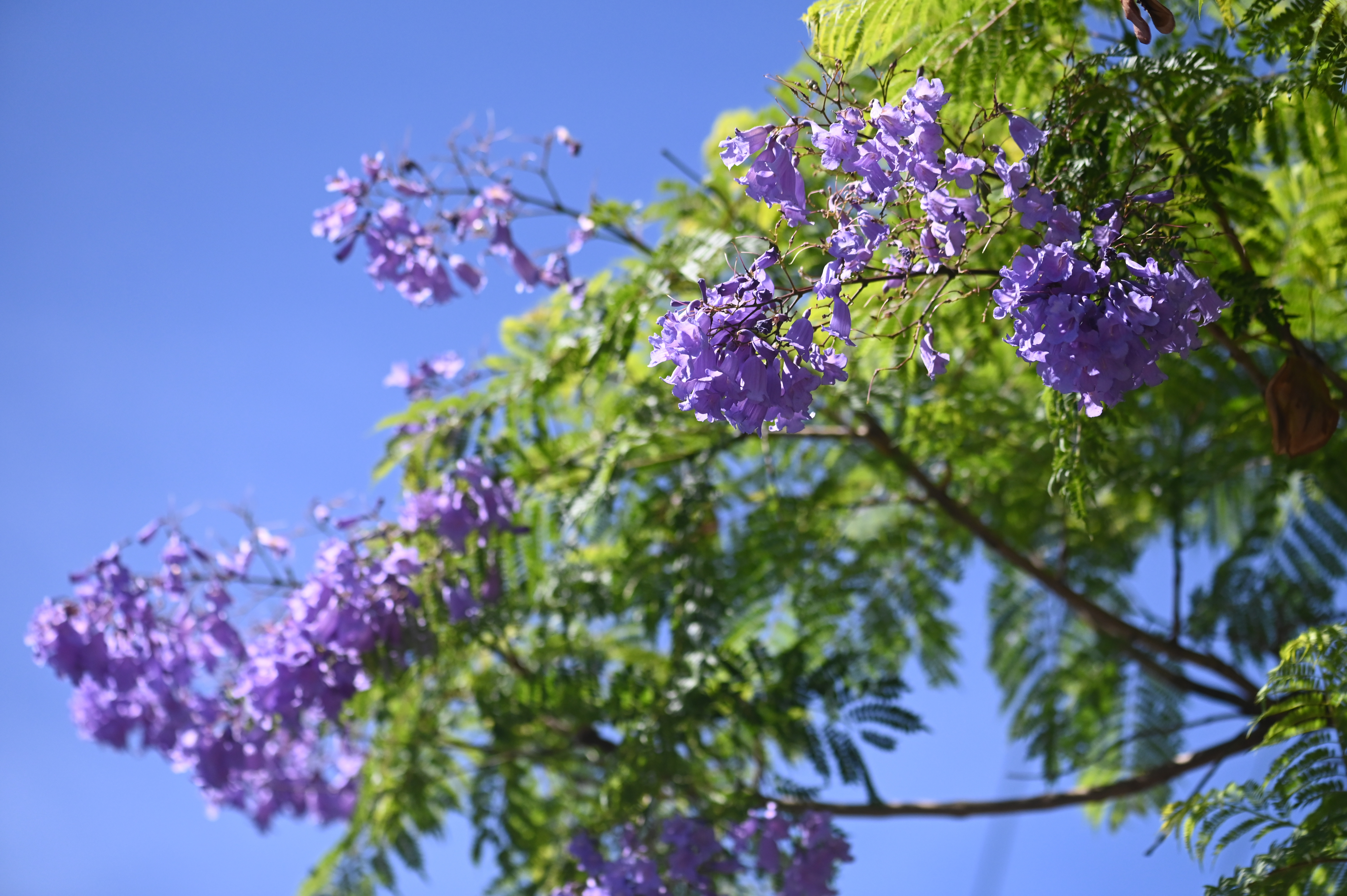 Is any tree better than no tree? - Green Adelaide