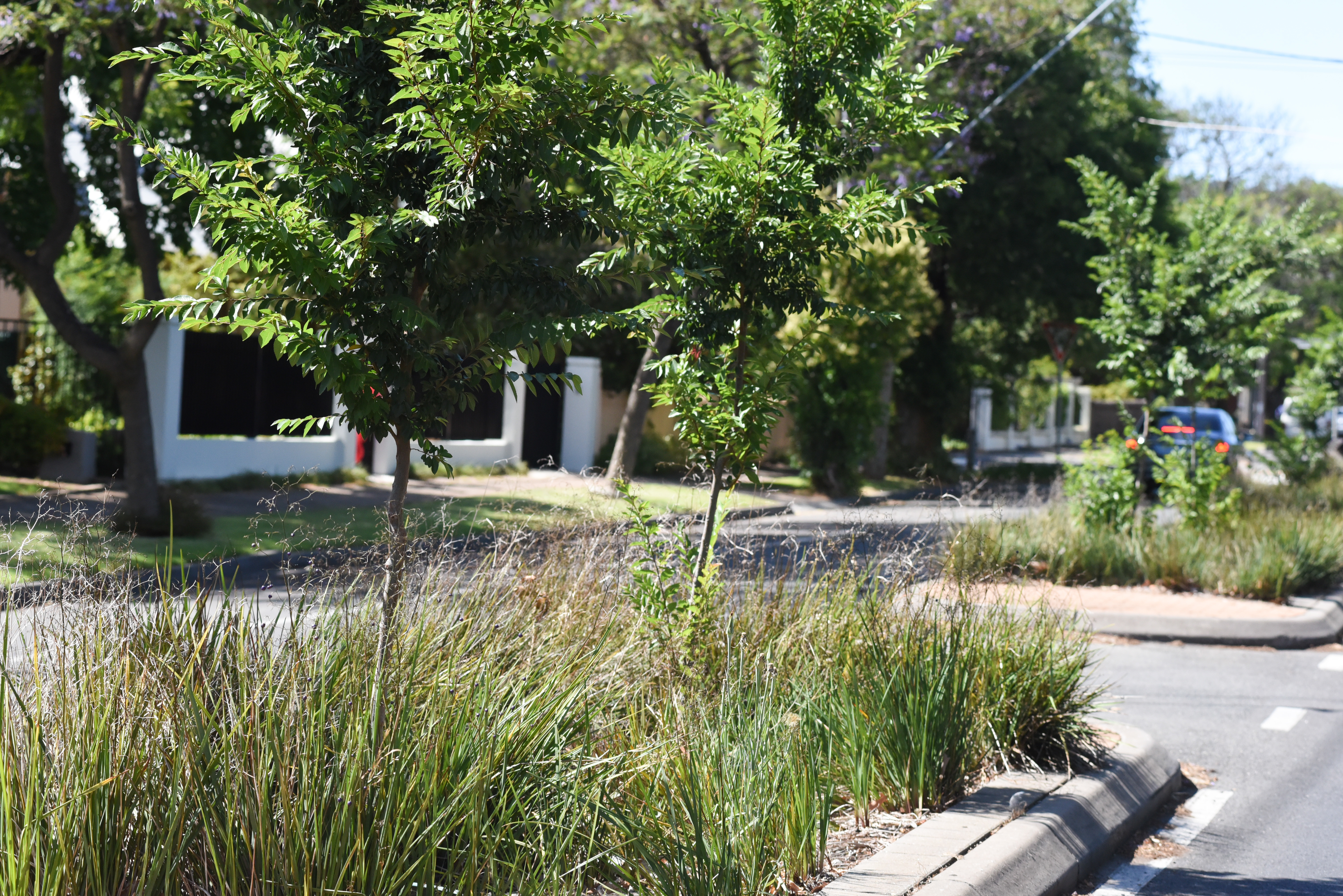 Thousands of trees to be planted on suburban Adelaide streets - Green Adelaide