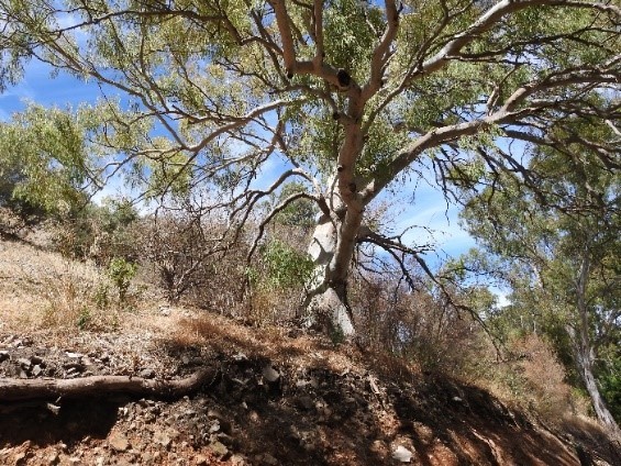 Significant trees like this one need protection from olive trees