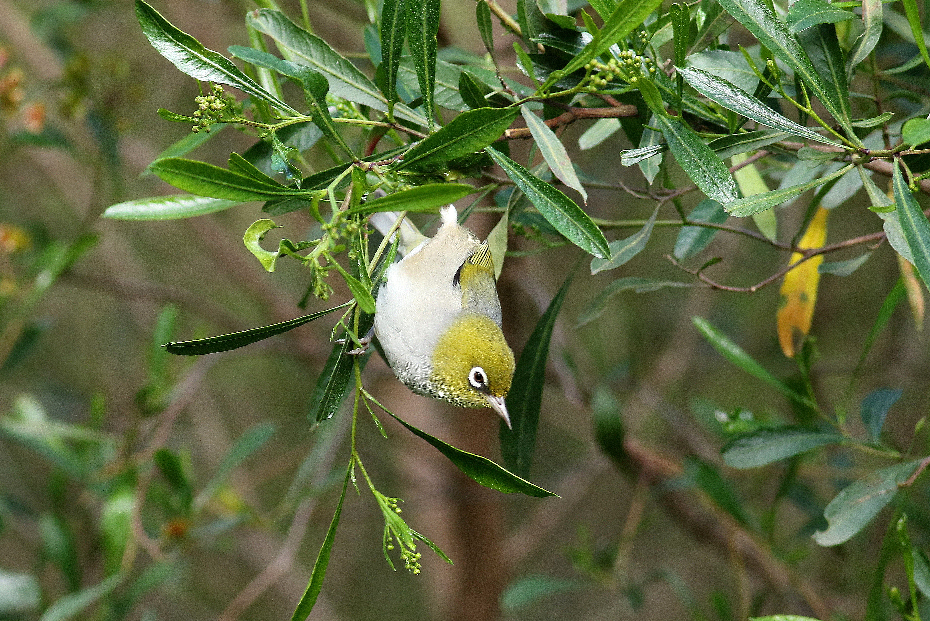 A silvereye-credit Martin Stokes