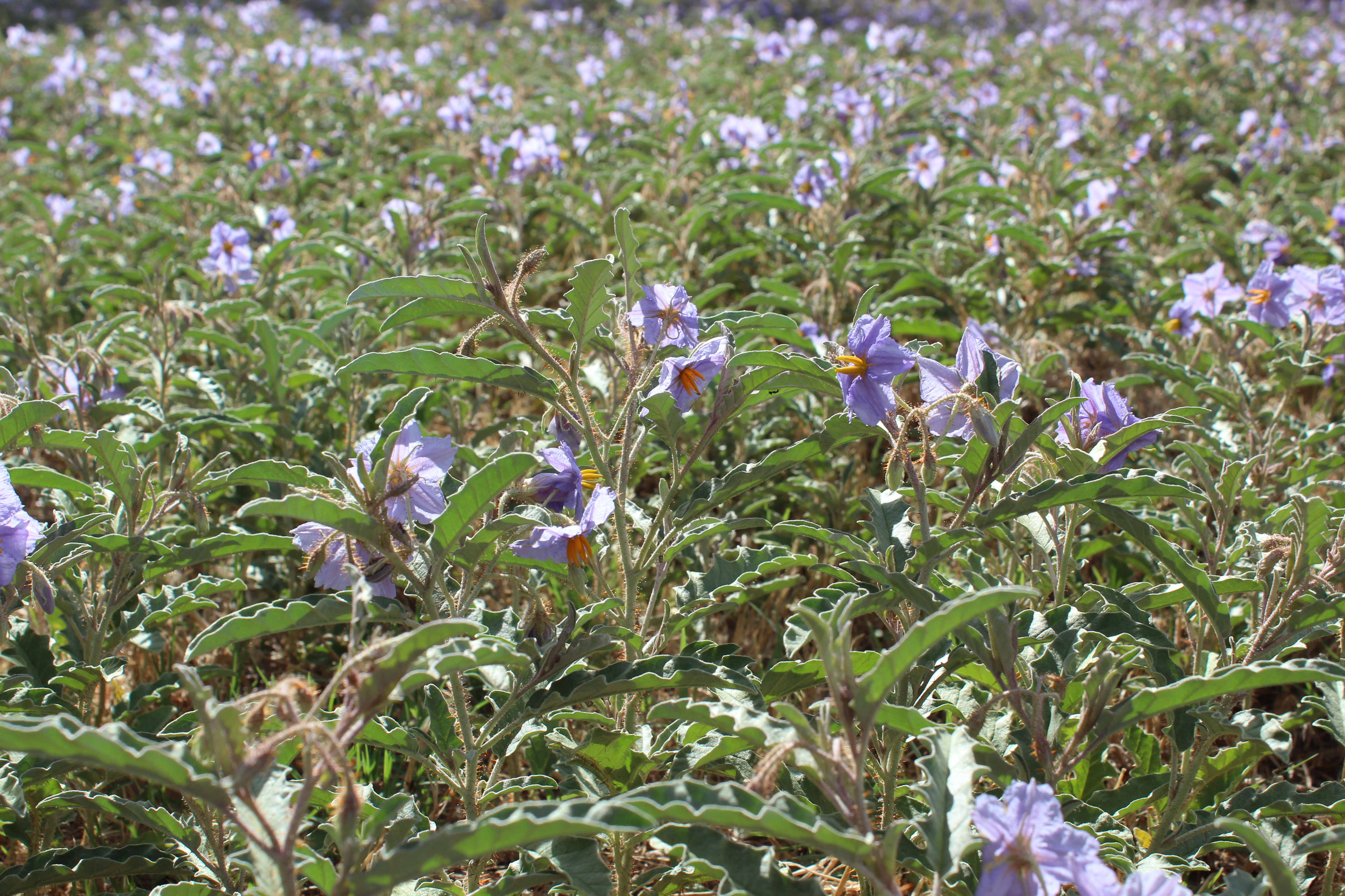 Silverleaf Nightshade Green Adelaide