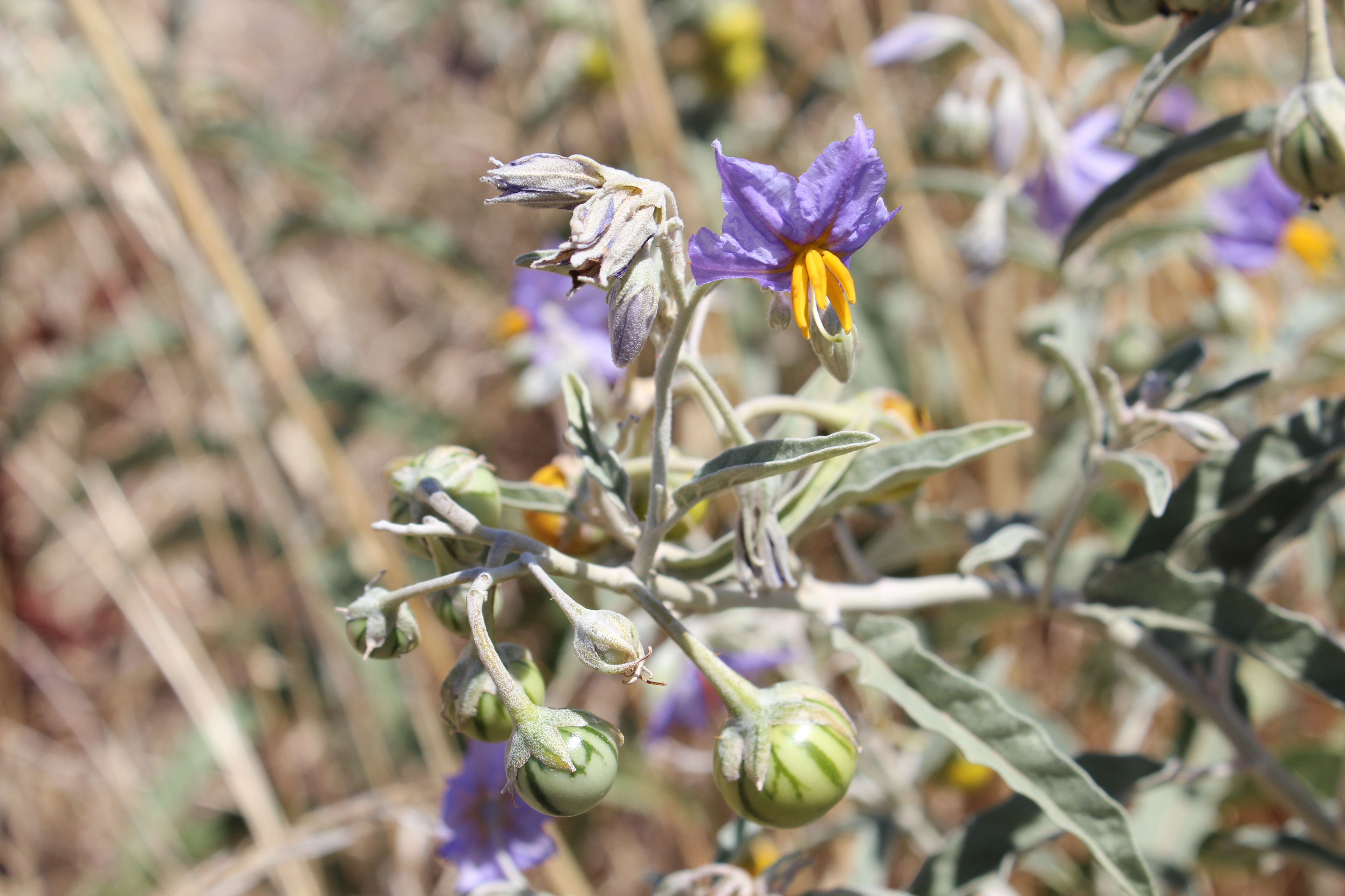 silverleaf nightshade with flowers and green berries-credit John Heap, PIRSA