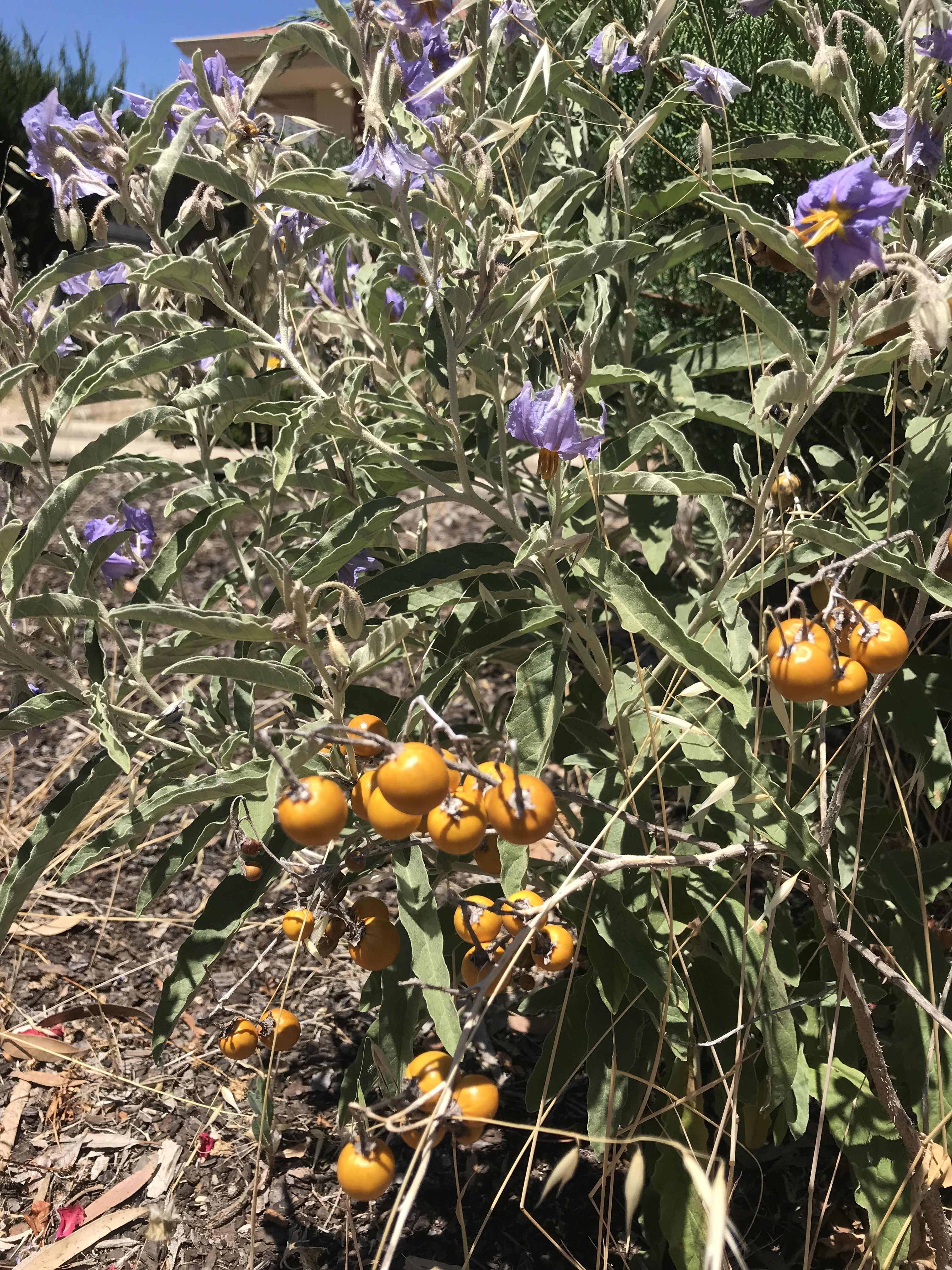 Silverleaf Nightshade Green Adelaide