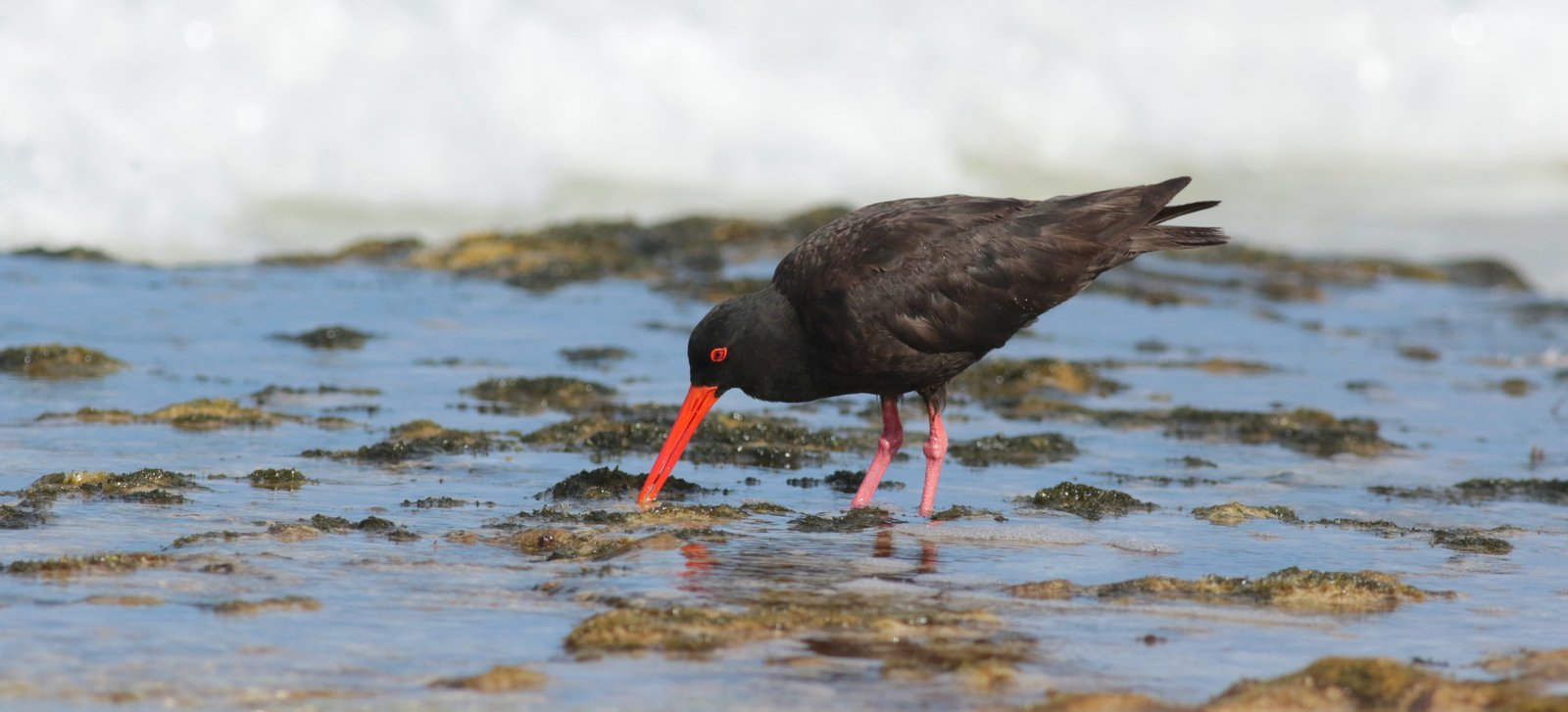 A sooty oystercatcher feeding-credit Martin Stokes