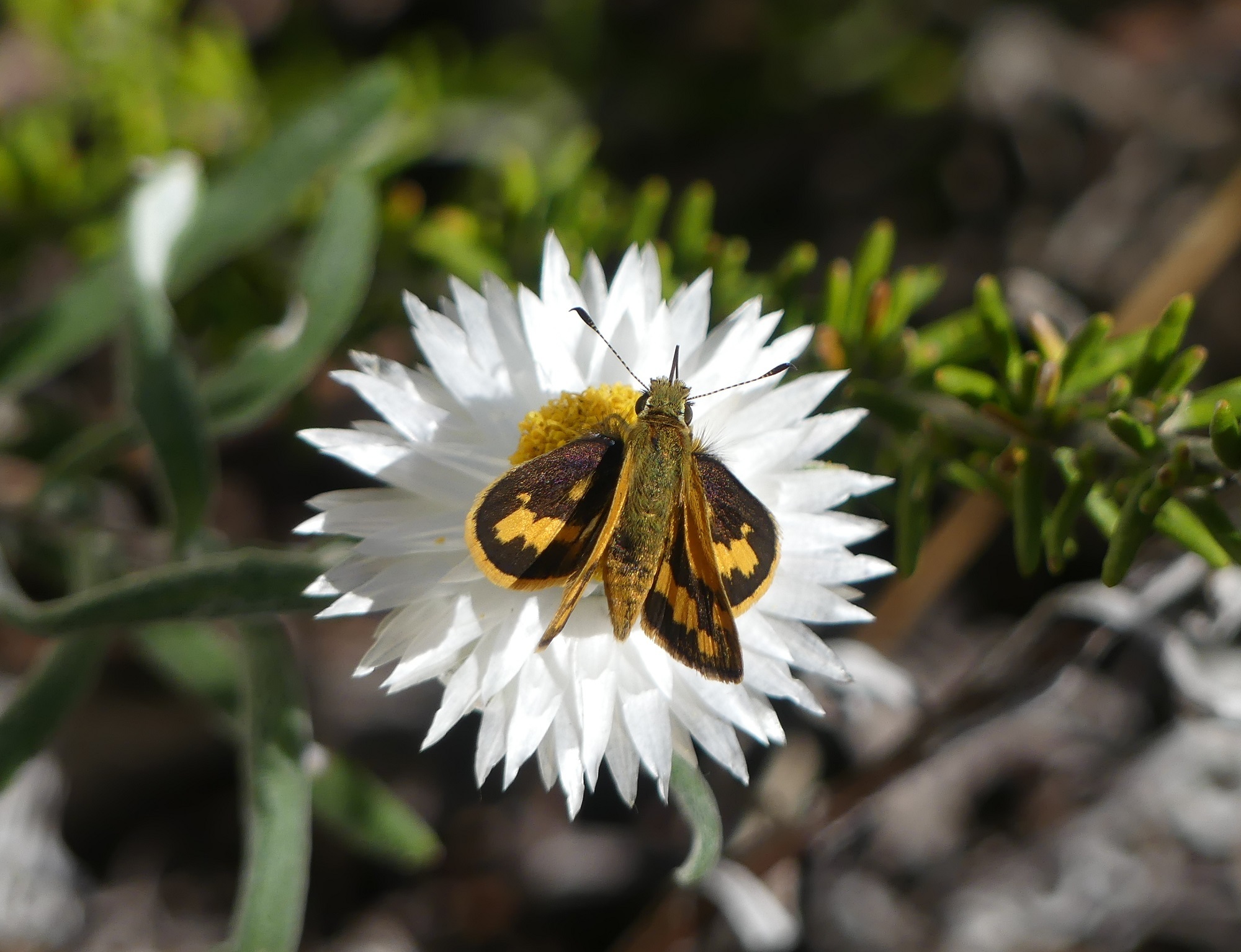 A southern grass dart on a satin everlasting flower.