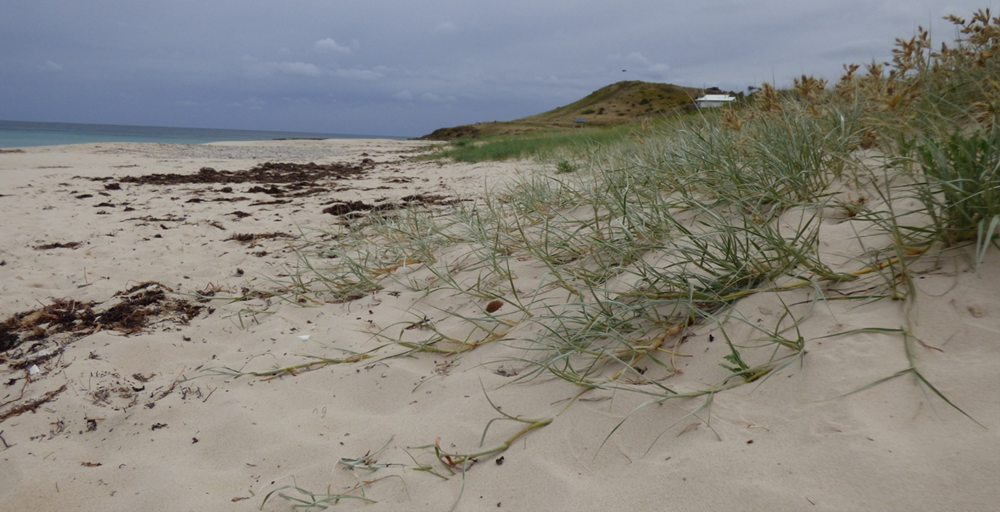 A low-profile native spinifex dune at a South Australian beach.