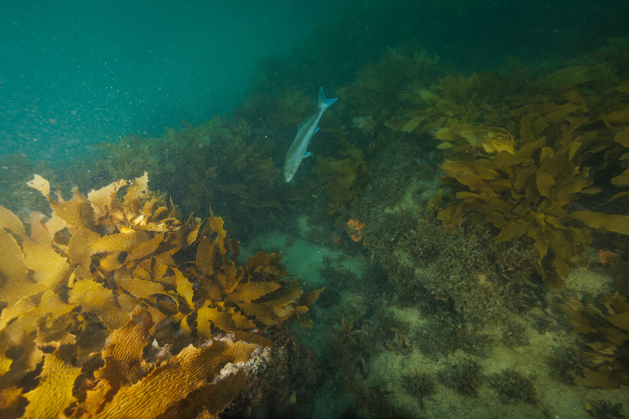 A fish underwater at Pt Noarlunga.