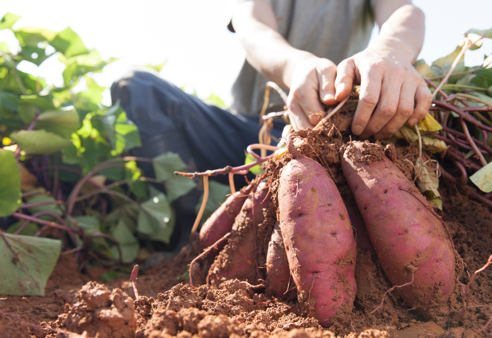 Hands pulling a bunch of sweet potatoes up from the ground