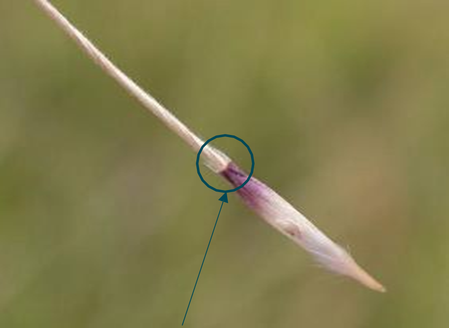 A ripening seed still with purple colour. Seed with distinctive hairy ‘collar,’ at base where it attaches to the long awn.