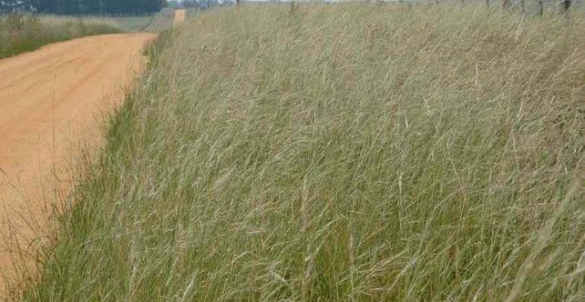 Texas needlegrass, an upright green looking weed with a dried looking top