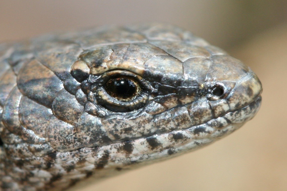 5 Common Lizards Of Adelaide Green Adelaide
