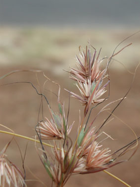 kangaroo grass-credit Jerry Smith