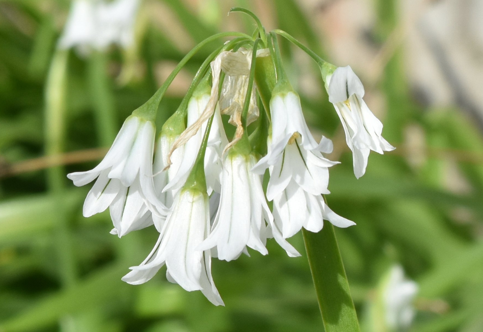 Three-cornered garlic, focusing on the flower, a small white bell shaped cluster of flowers attached to a green stem