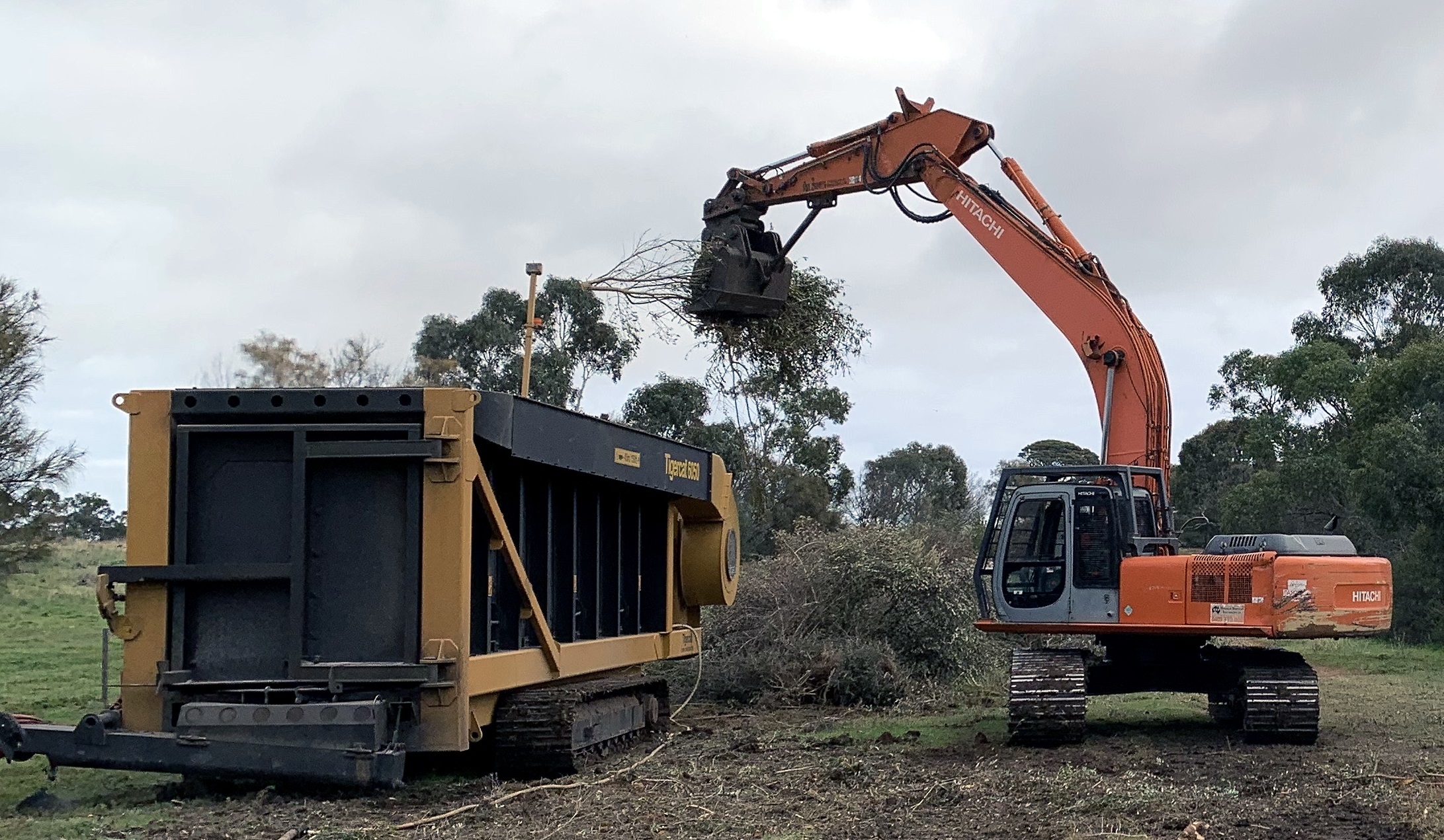 A Tigercat machine burning weedy olive trees to create biochar