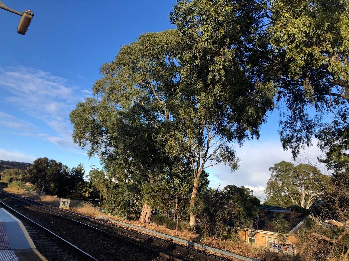 A tree providing shade over a railway line