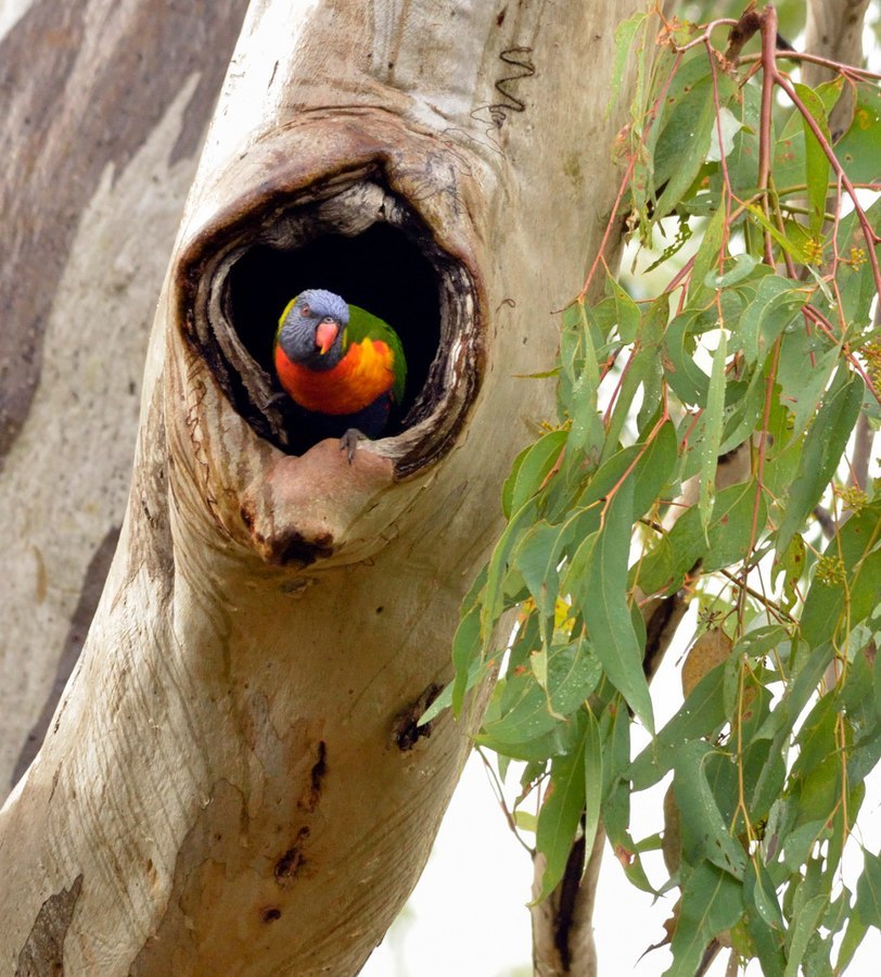 A colourful blue, green and orange rainbow lorikeet in a hollow of a tree.