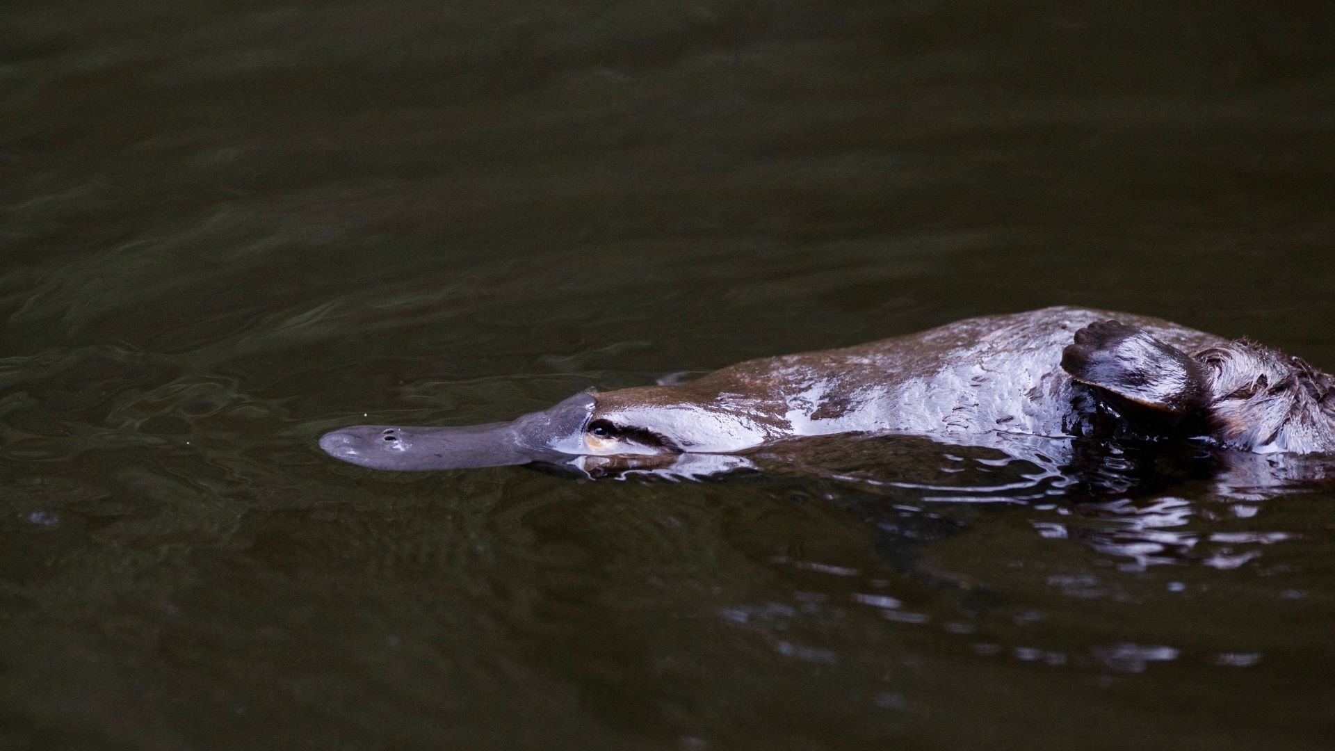 Bringing platypus back to the River Torrens - Green Adelaide