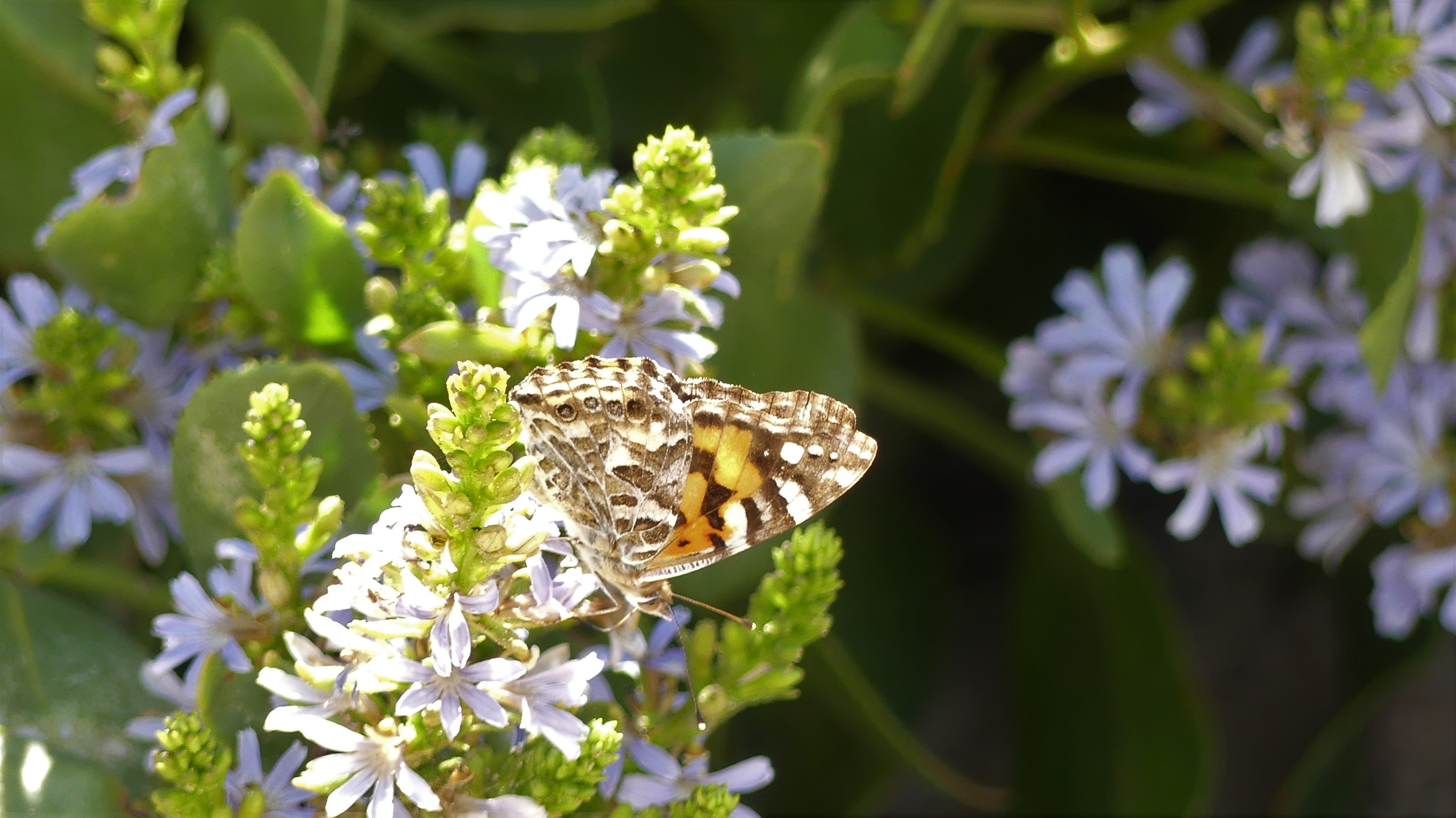 painted lady butterfly on cushion fanflower-credit Matt Endacott