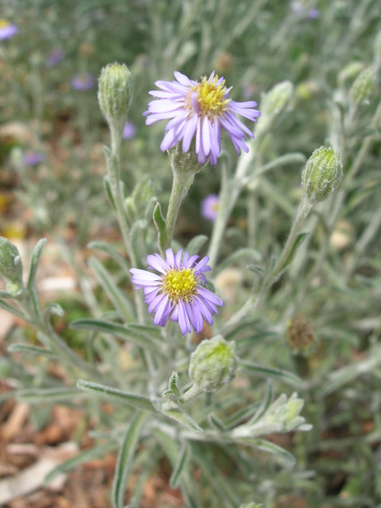 Woolly New Holland daisy (Vittadinnia gracillis)