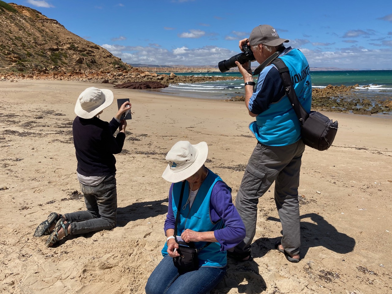 Volunteers on the beach taking photos and getting ready to band hooded plovers.