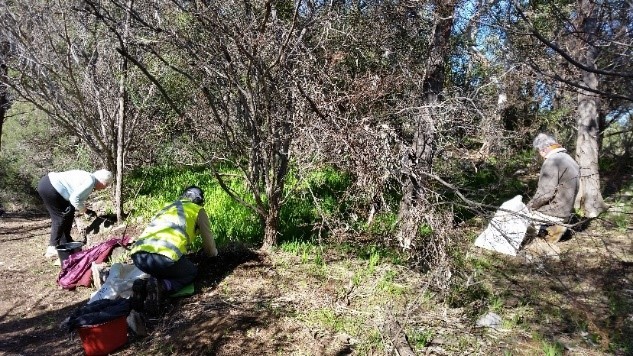 Volunteers weeding around orchids and lilies in Black Hill Conservation Park