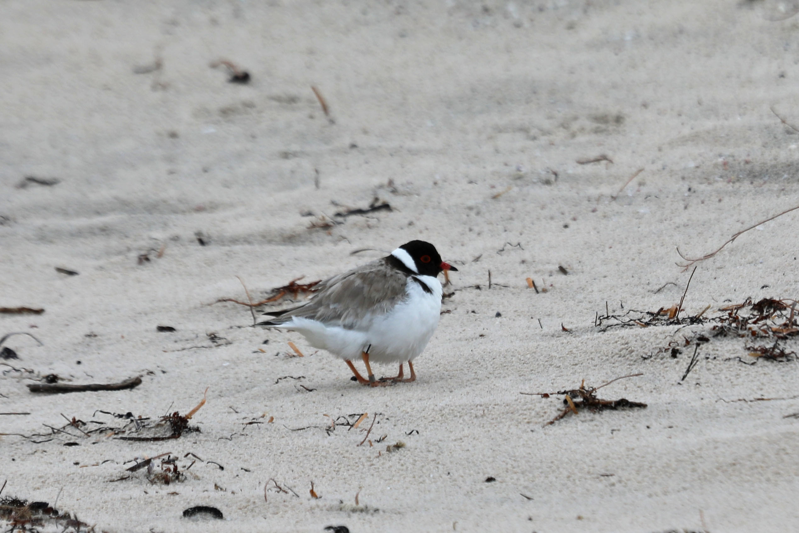 hooded plover adult brooding a chick-credit Tony Flaherty