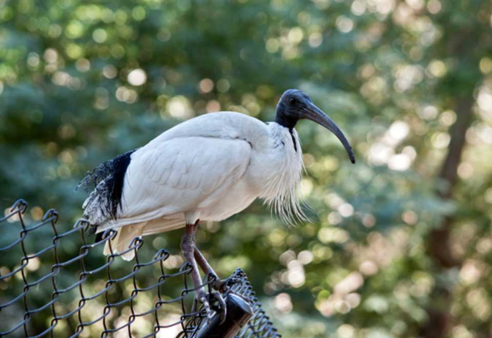 An Australian white ibis, a large mostly white bird with black feet, neck and head, standing on a fence