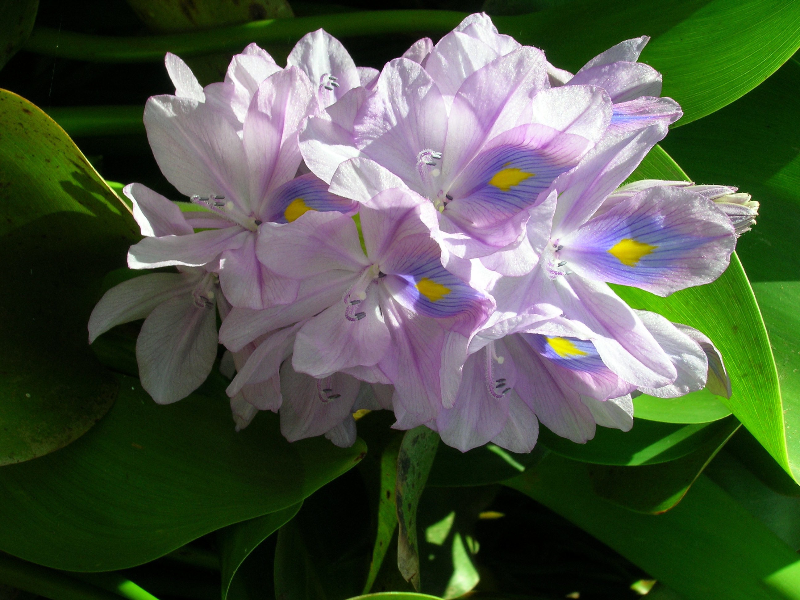 water-hyacinth-green-adelaide