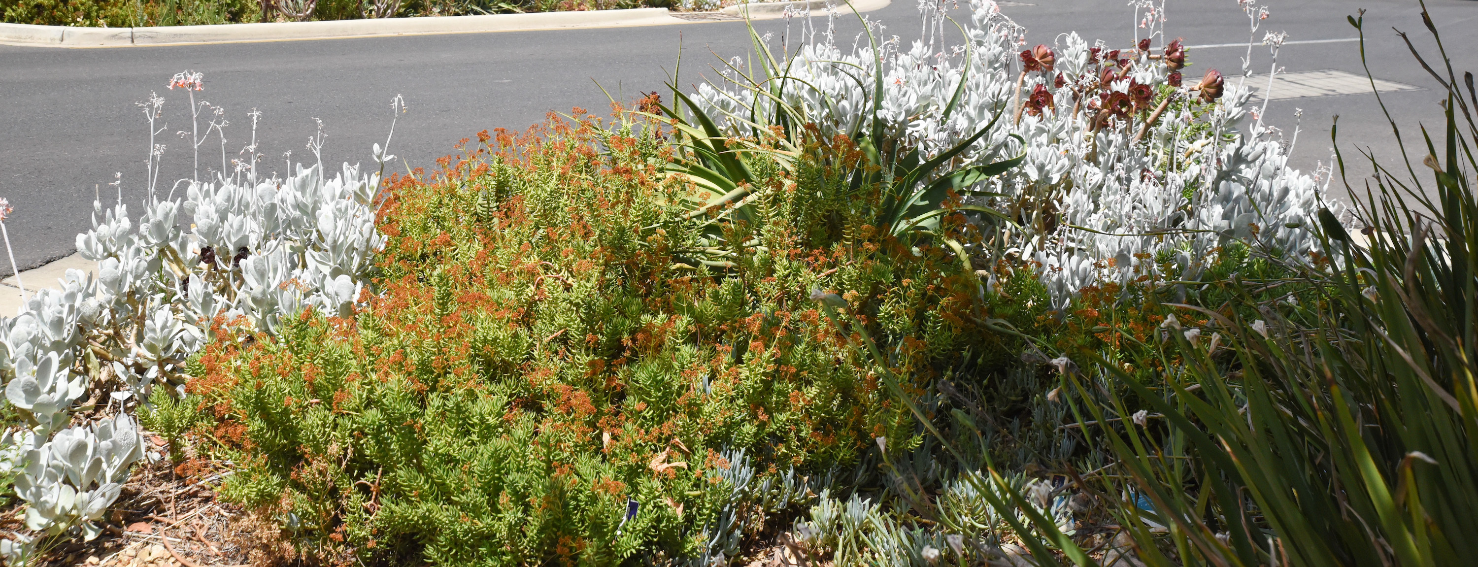 Projects funded - Green Adelaide
