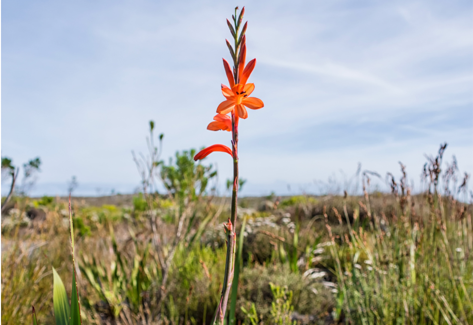 Watsonia orange flower on a stem again a semi rural background