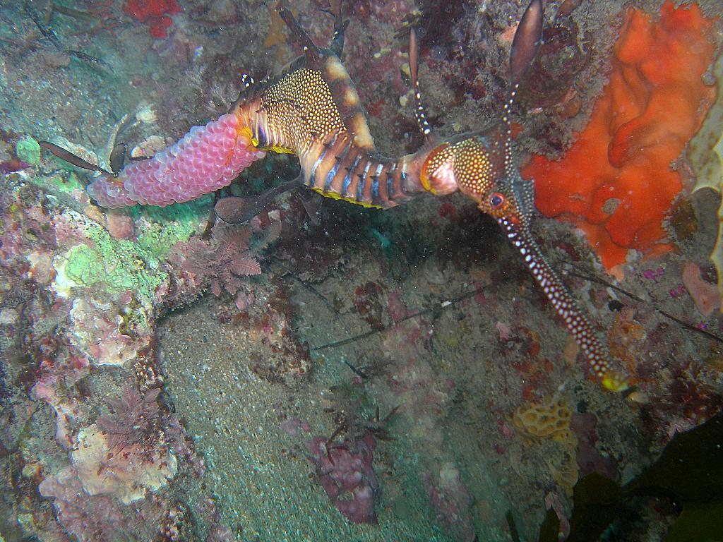 Weedy seadragon with eggs-Flinders University Underwater Club