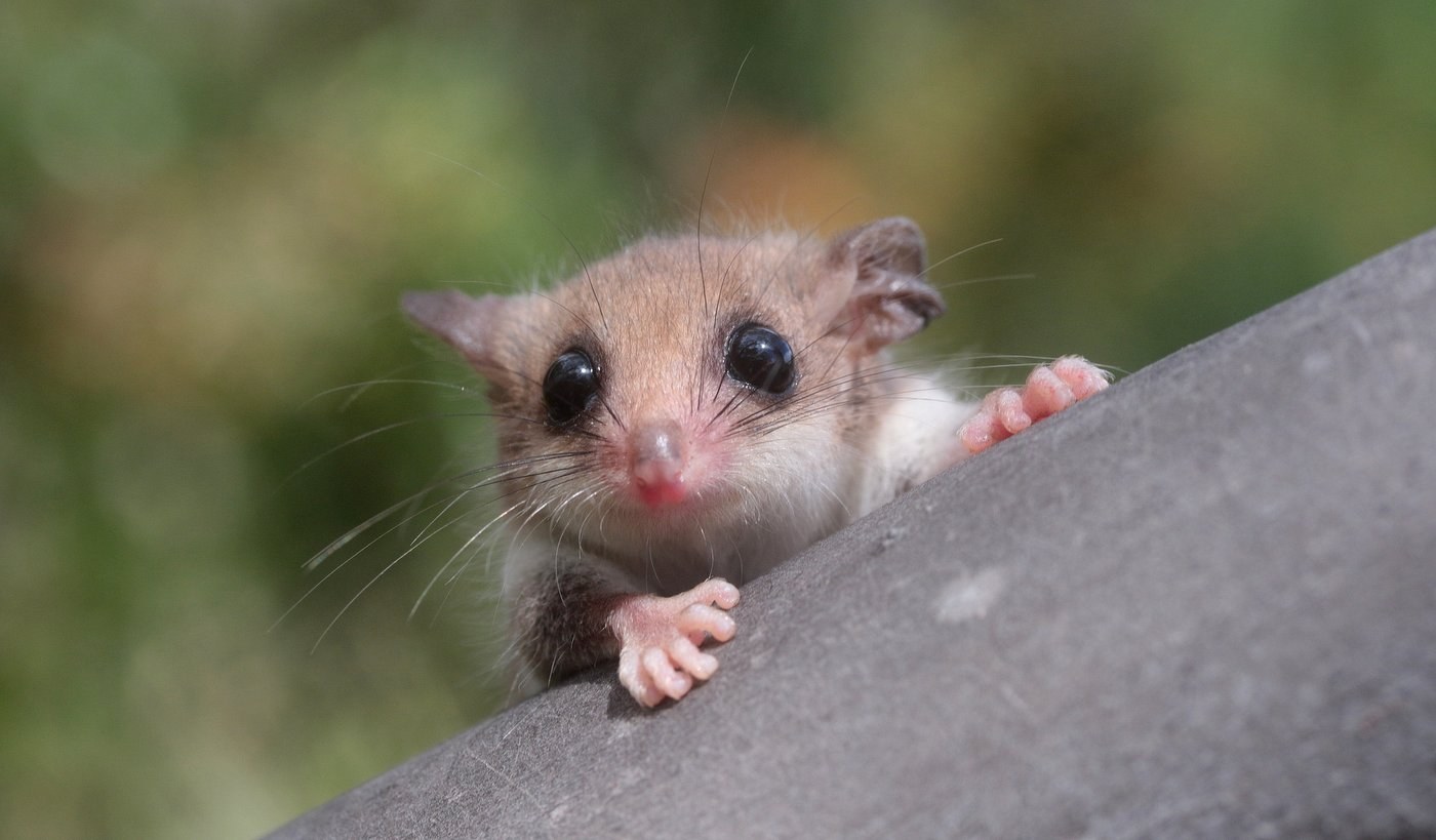 A close up of a western pygmy possum.