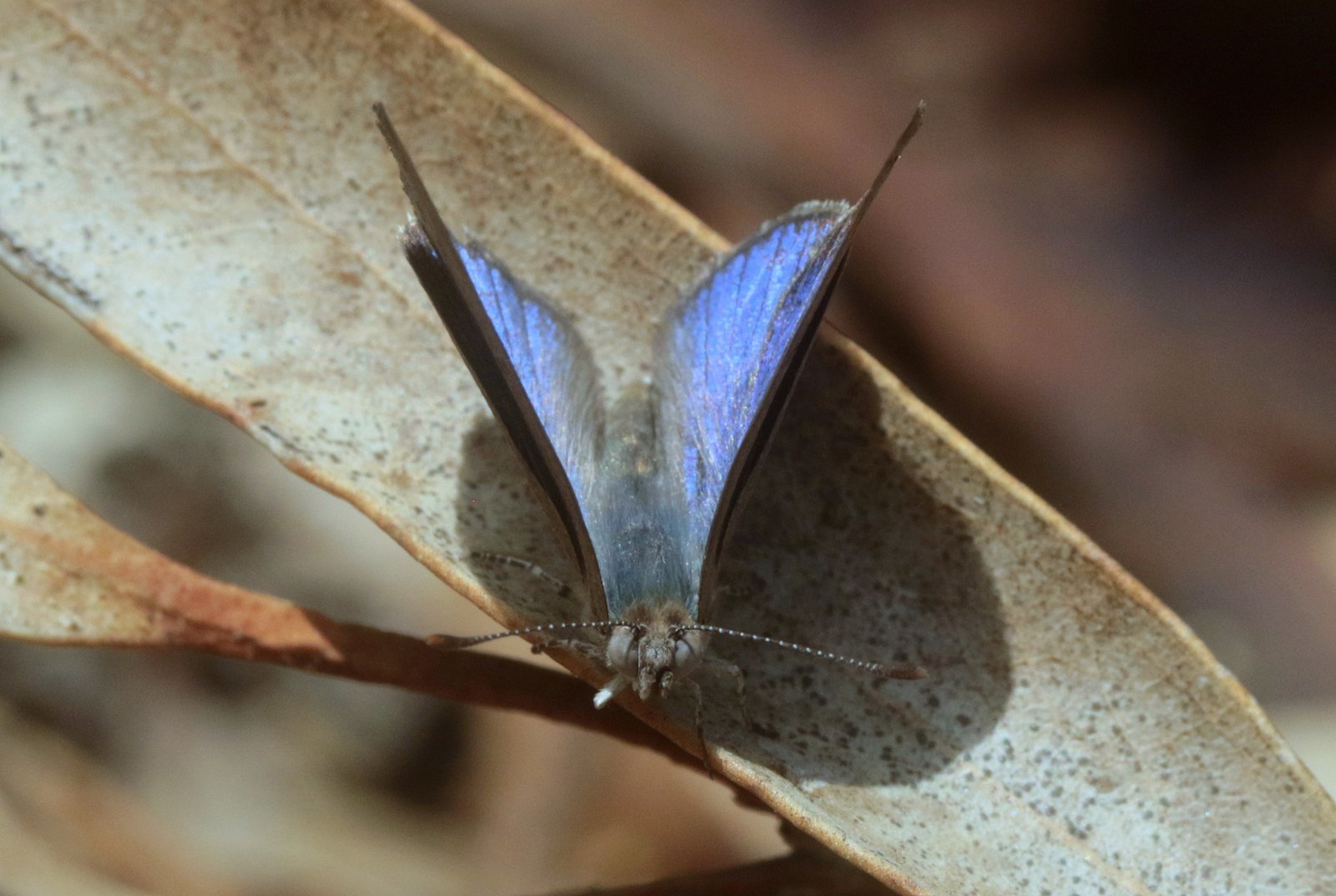 Western dusky-blue-credit Martin Stokes