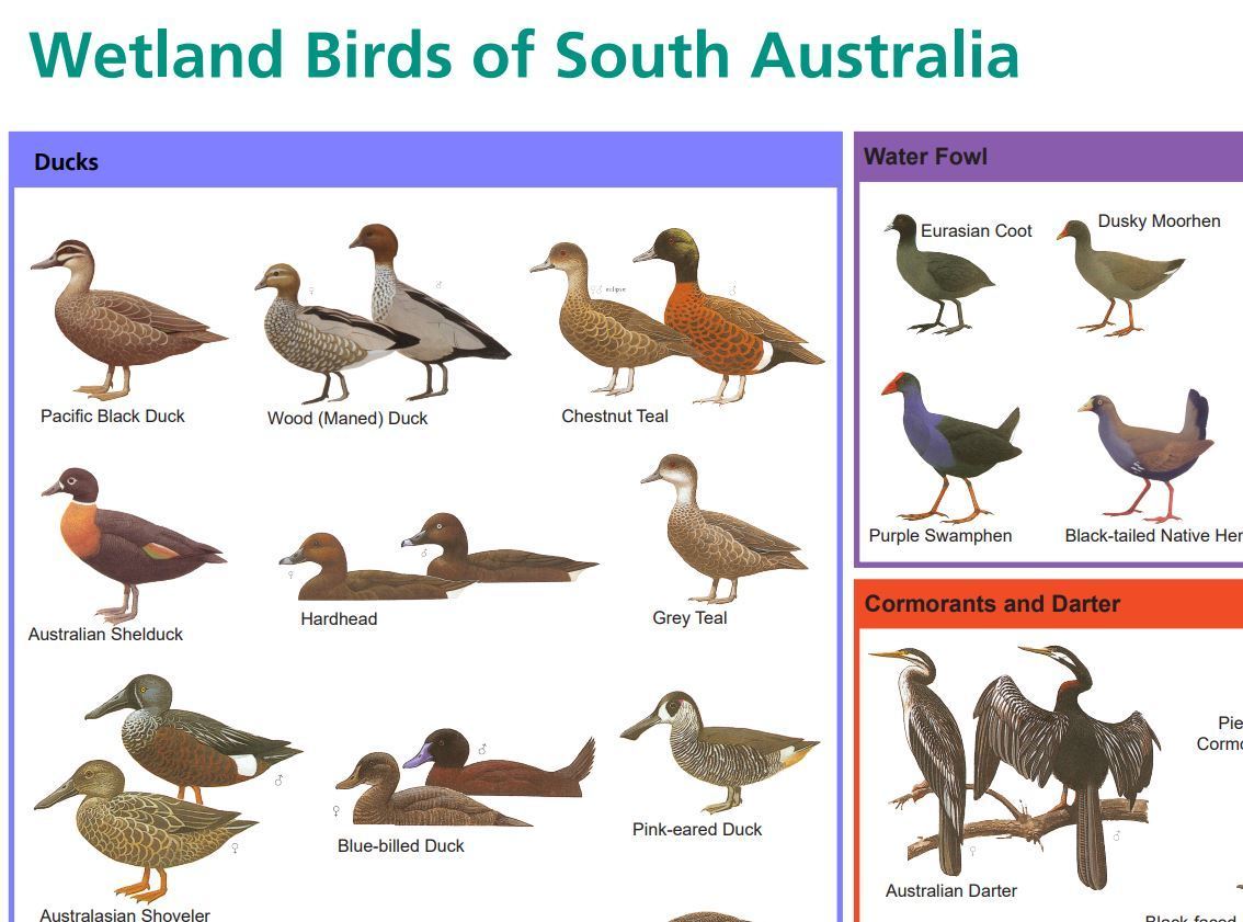 Wetland birds identification chart - Green Adelaide