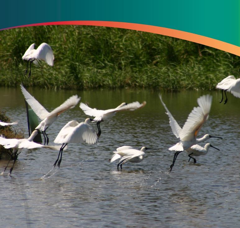 Wetland birds teacher information pack - Green Adelaide