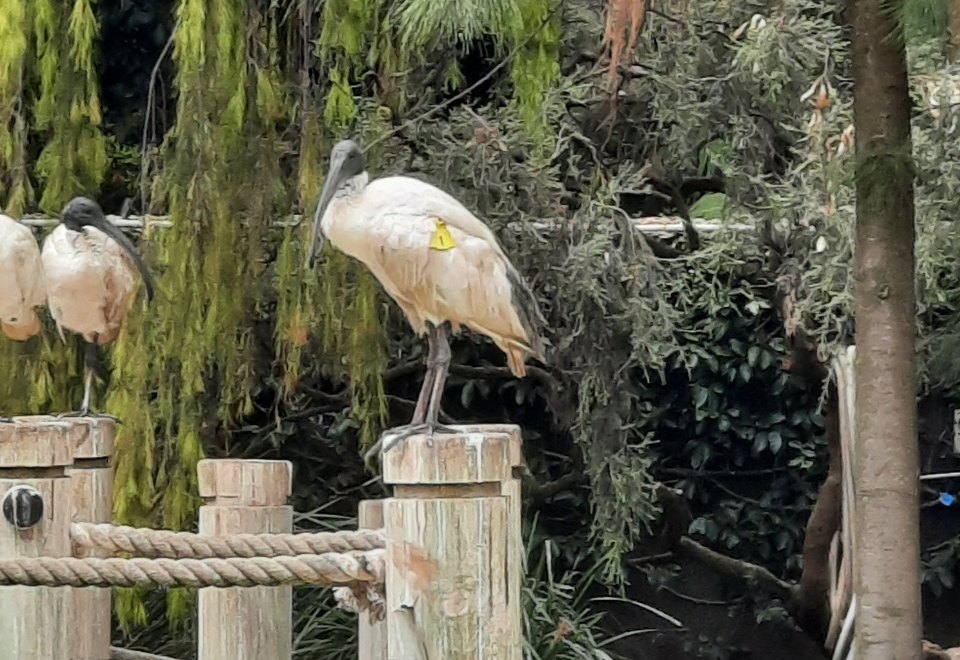 A white ibis sitting on a pole with yellow wing tag