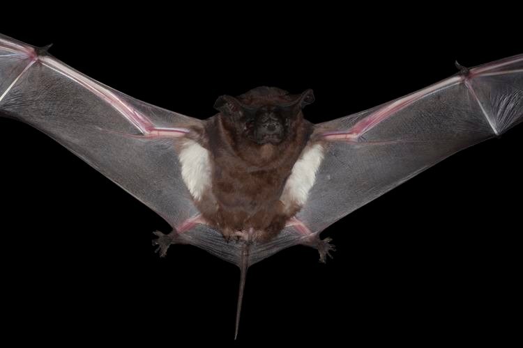 A white-striped freetail bat flying against a dark sky background with its wings outstretched.