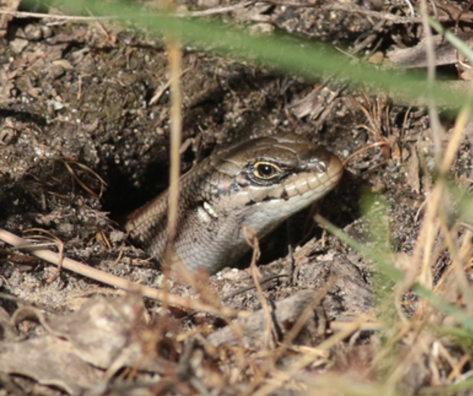 A White's skink or small lizard poking its head out from a hole