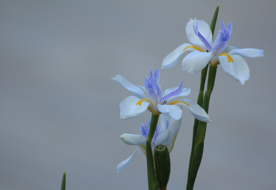 Wild iris flower, white with purple to blue markings and smaller yellow markings on a green stem