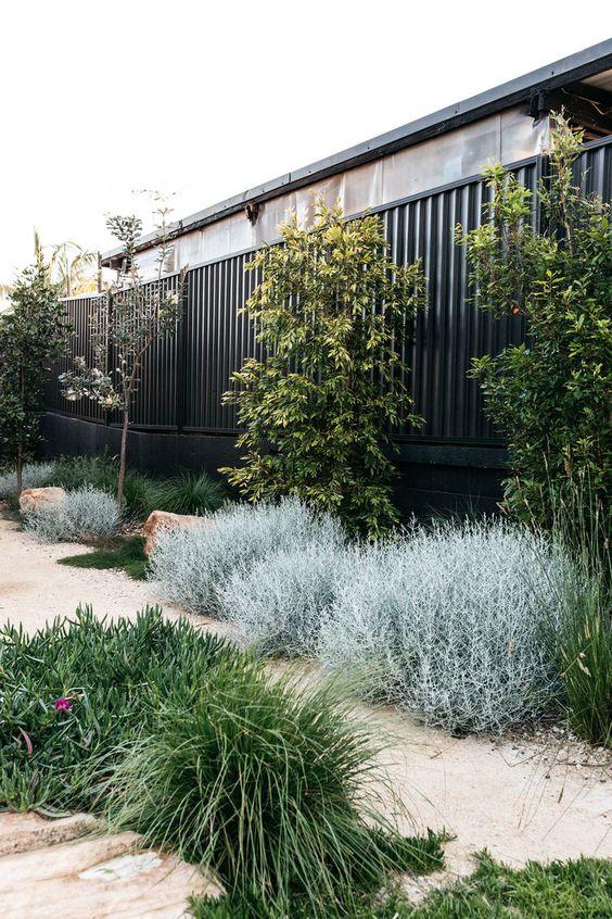 A coastal garden with salt-resilient shrubs and baby trees along black fence and paths of sandy-coloured gravel. Designed by Fig Landscapes.