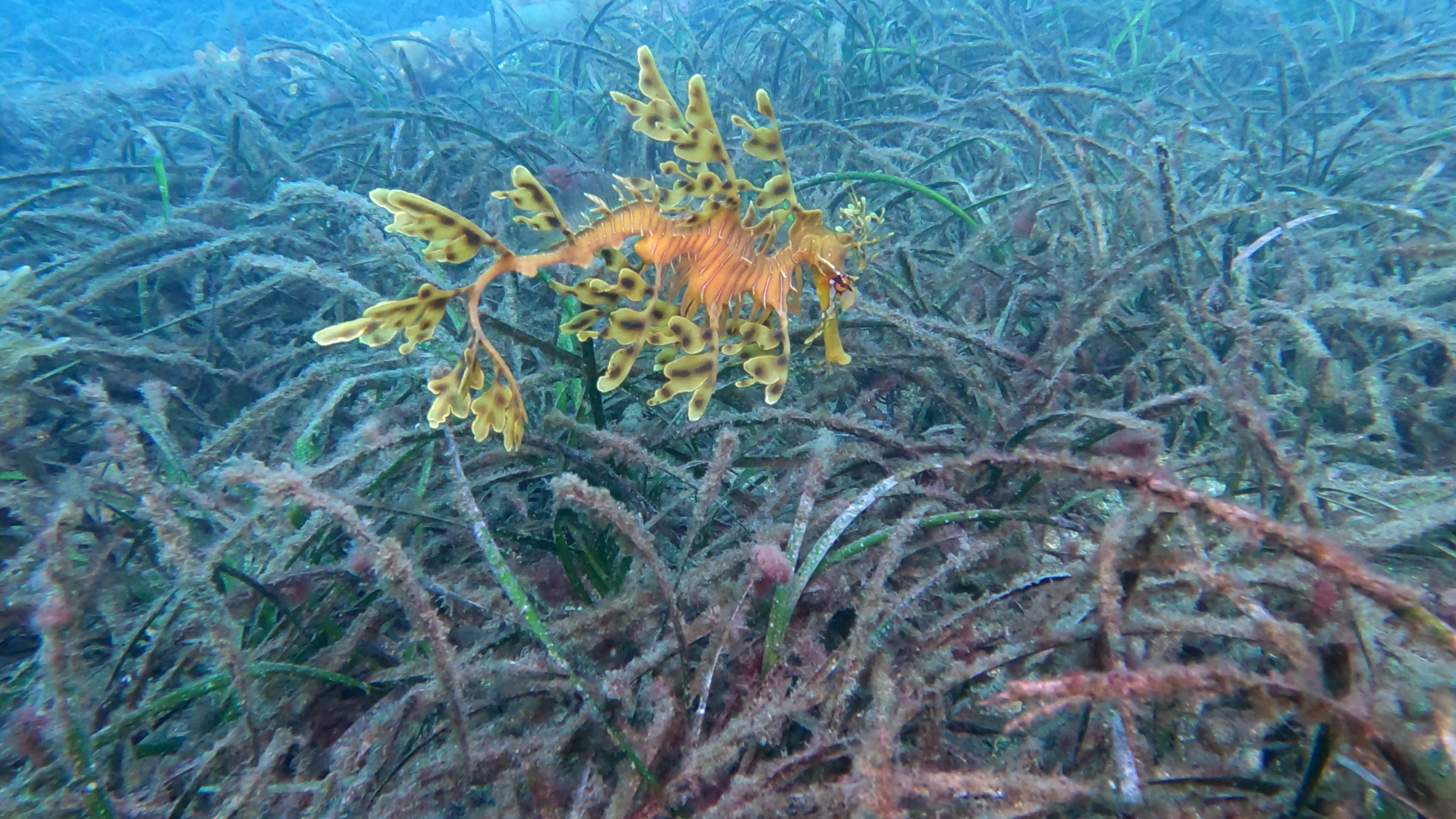 A leafy seadragon. Photo: Eloise.