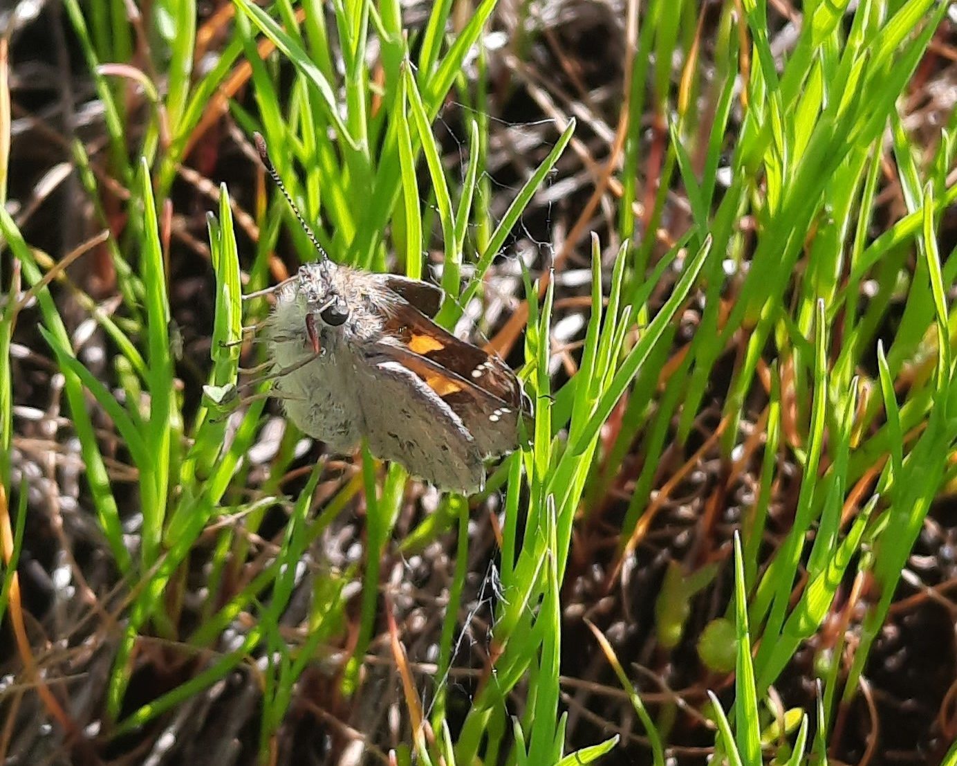 Yellowish sedge skipper butterfly-credit Darren Kennedy