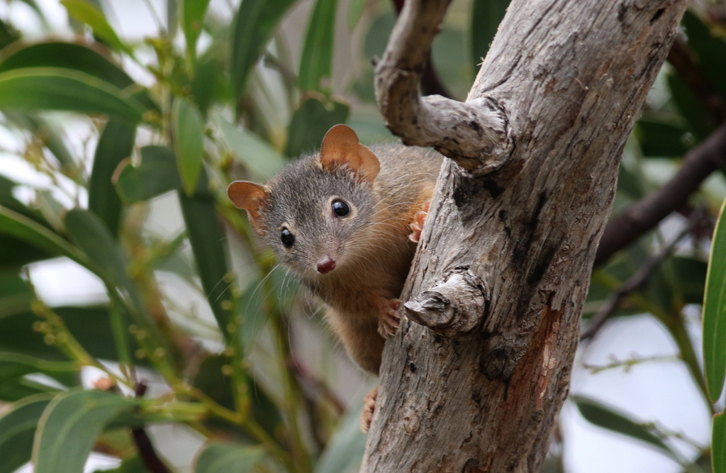 A yellow-footed antechinus on a tree branch.