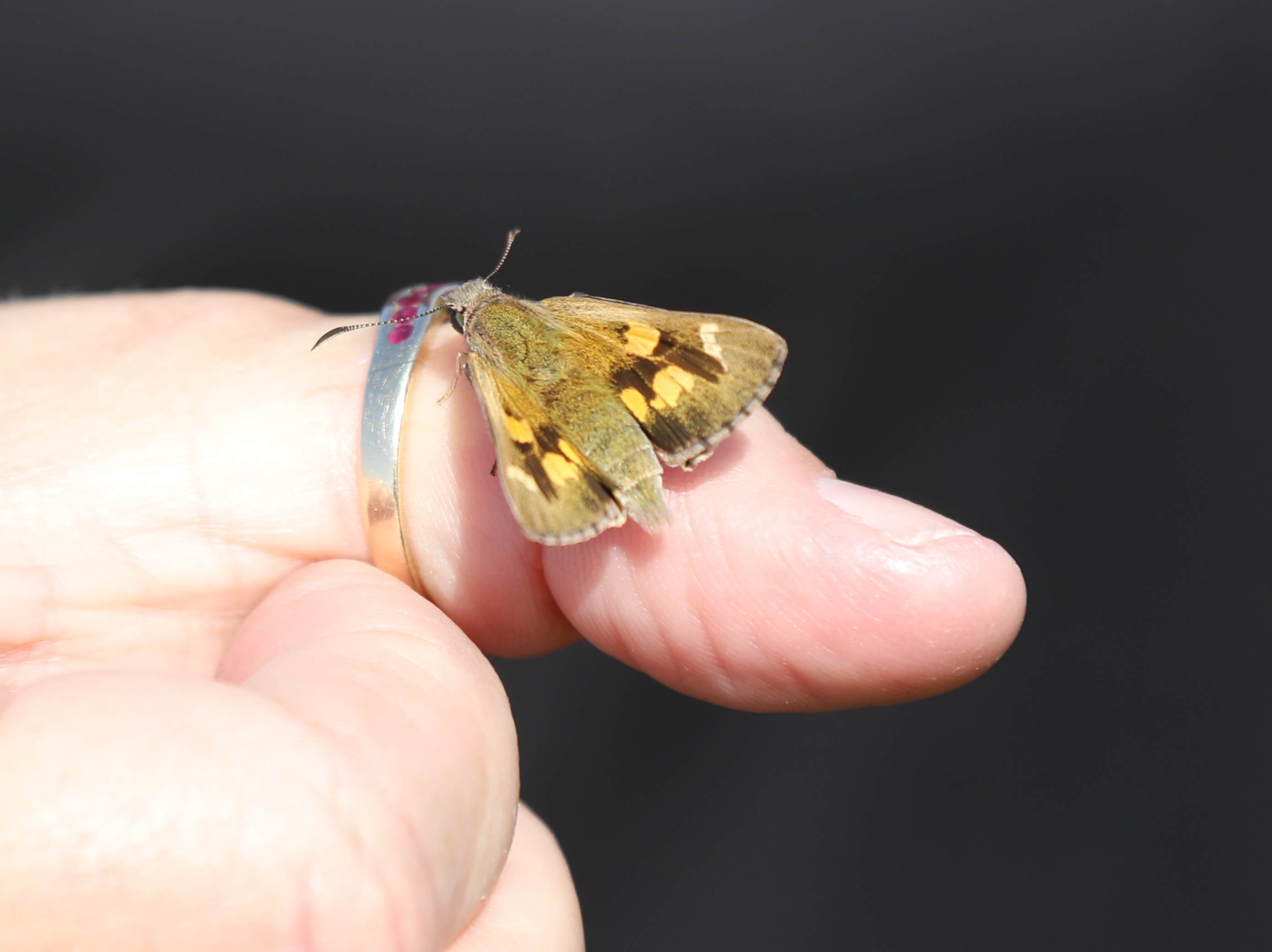 Yellowish sedge-skipper about to be released-credit Tony Flaherty