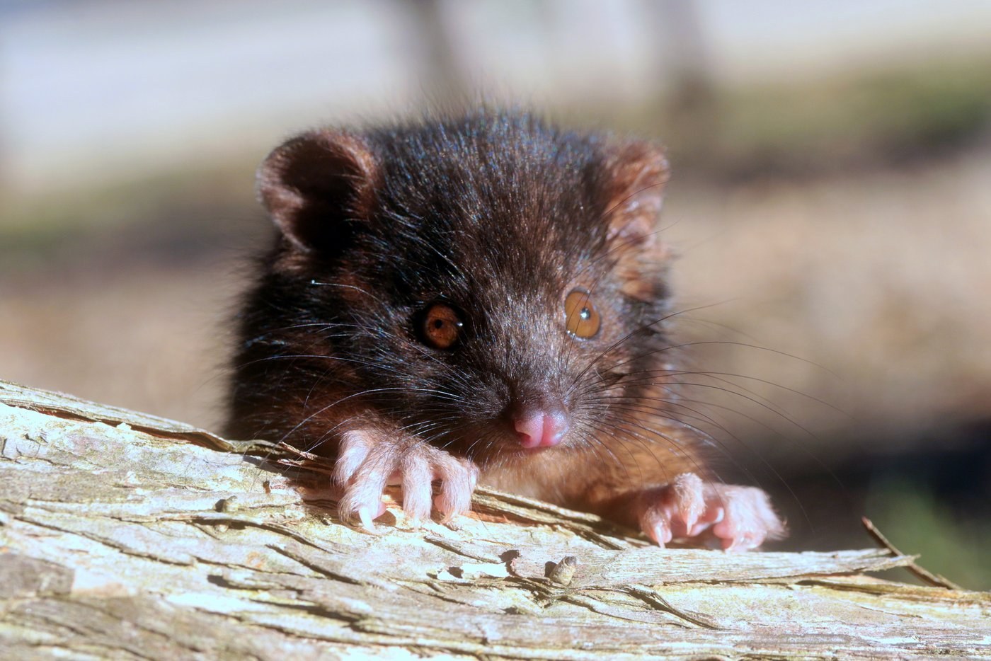 A young ringtail possum looking past the camera, close up of its face.