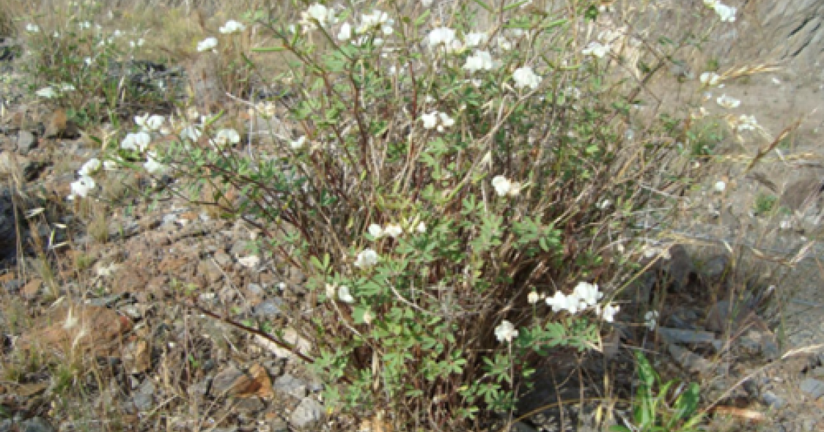 euonymus blondy plant Euonymus Fortunei Blondy 3 Litre Pot — Grasslands Nursery